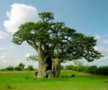 Масло Баобаба нерафинированное